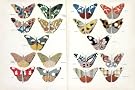 Butterflies (Print On Demand)