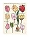 Tulips En Masse II - Art Print Poster 20 x 26