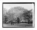 Historic Print (L): European Hornbeam