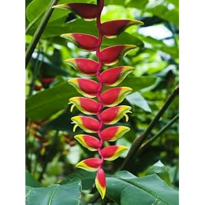 Hanging Lobster Claw, Heliconia Rostrata, Bloom in a Tropical Garden Photographic Poster Print by James Forte