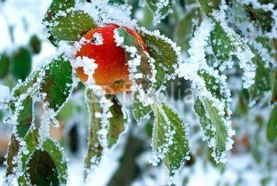 Apple in the Winte