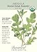 Arugula Certified Organic Heirloom Seeds 200 Seeds