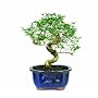 Brussel's Snow Rose Bonsai