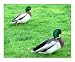 TWIN DUCKS GEESE KIRKLAND WASHINGTON PARK BELLEVUE RELAXING FAMILY ADVENTURE - NICE VACATION SPOT Animals Photographic Poster Print by Teo Alfonso, 10x8