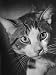 Cat Being Used by Scientists Conducting Psychology Testing at Brooklyn College Photographic Poster Print by Nina Leen, 12x16