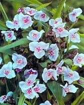 Bilberry Ice Spiderwort -Tradescantia-Potted-Soft Color
