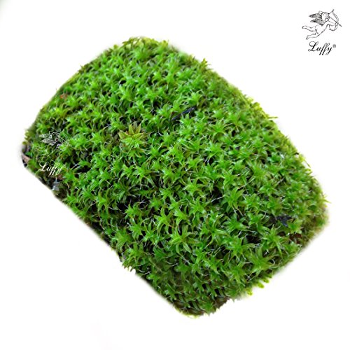 Luffy coco star moss- plant on coconut shell twinkle tw…