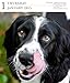 Dog Gallery 2015 Calendar