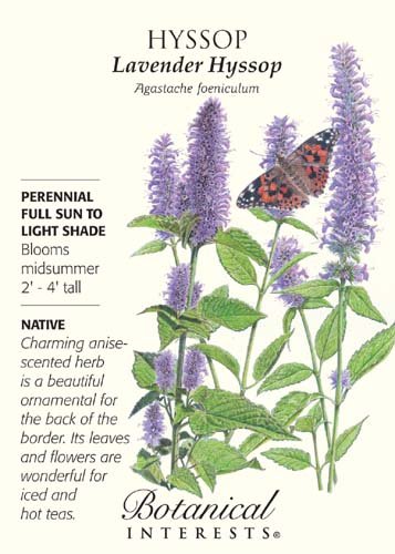 Hyssop Lavender Seeds - 250 mg - Perennial