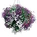 500+ Lobelia, Cascade Of Color Seeds