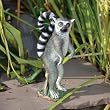 Lenard The Lemur statue home garden sculpture New (The Digital Angel)