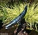 Taxidermy 20" Fiberglass Barracuda Sculpture Statue