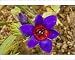 Photographic Prints of A rare iris-relative, wine cup - on renosterveld from Ardea Wildlife Pets