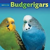 BUDGERIGAR BUDGIE 2010 WALL CALENDAR NEW AND SEALED