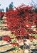 Blood Leaf Japanese Maple "Acer palmatum Atropurpureum"15 Seeds