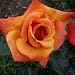 ROSE SIMPLY THE BEST-Ideal Gift For Fathers Day Pl