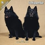 Kalender 2011 Schipperke - kleiner Bootsmann