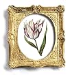 genus Tulipa 19 - Gold Frame Magnet with pop-out easel (2-3/4" x 2-1/2")