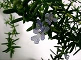 Creeping Rosemary Rosmarinus Prostrata 4 Pot Live Plant Herb