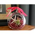 BUY : Mother's Day Gift Air Plant Tillandsia Starfish Glass Hanging Terrarium Beautiful Houseplant By Hinterland Trading