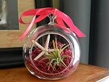 Mother's Day Gift Air Plant Tillandsia Starfish Glass Hanging Terrarium Beautiful Houseplant By Hinterland Trading by Hinterland Trading Cheap