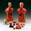 Anatomical Chart Co. Budget Peter/Petra Torso Model # CMT3