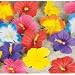 Tropical Flowers for Tabletop Decoration (24)
