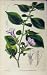 1841 Hand Coloured Flower Fitch Curtis Swan Plate 3881