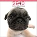 dogs29  - Pug 2010 Wall Calendar
