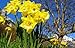Alpine Daffodils ... - 18"W x 11"H - Peel and Stick Wall Decal by Wallmonkeys