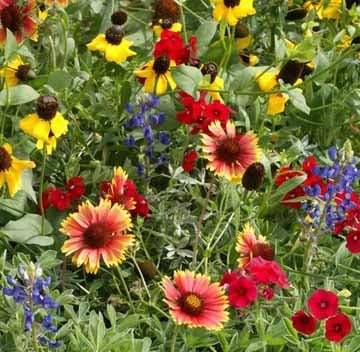 Seeds and Things Texas/oklahoma Wildflower Seed Mix- 500+ Seeds- Covers Approx. 200 Sq. Ft. Pure Seeds (No Filler)