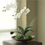 Mini Tranquility Platter - Phalaenopsis Orchid, White