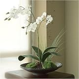 Mini Tranquility Platter - Phalaenopsis Orchid