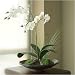 Mini Tranquility Platter - Phalaenopsis Orchid, White