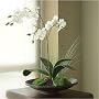Mini Tranquility Platter - Phalaenopsis Orchid