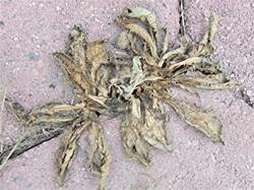 Edible Cleanearth (Vegetable-based) Chemical-free Weedkiller Packet (Makes 1 Gallon)