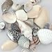 U.S. Shell Sea Shell Mixes - 25 Per Package