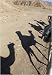 Egypt-Dahab: four dromedary silhouettes in the desert art print 43.6x30cm by Heinz Krimmer