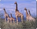 GIRAFFES in AFRICA WILDLIFE GIFTS Mouse Mat
