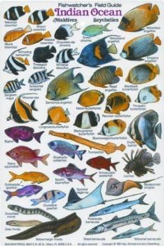 Marine Invertebrates of the Indian Ocean & the Central Pacific - New Submersible Fish ID Card & Pocket Guide for Scuba Divers, Snorkelers & Fishermen