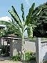 Live Ensete Glaucum Snow Banana Musa Giganteum E.