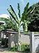 Live Ensete Glaucum Snow Banana Musa Giganteum E.