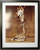 Framed Makulu Giraffe Baby Mother Giraffes Picture