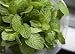 Mint in a Bowl - 24