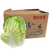 【箱売り】　白菜（はくさい・ハクサイ）　1箱（6本入り）　長野・大分県・熊本県・国産　【業務用・大量販売】 [その他]