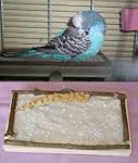 Sitzbrett "M", tolles Vogelzubeh�r f�...