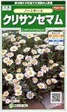 クリサンセマム　ノースポール　1袋（約100粒）