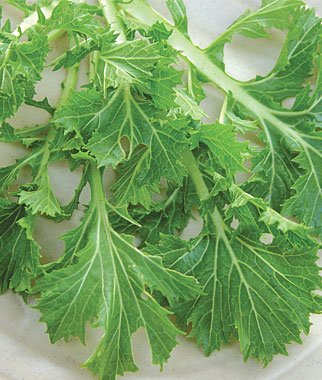 Mustard, Mizuna 1 Pkt.(1000 Seeds)