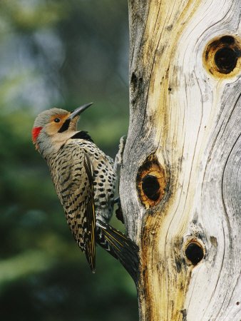 Yellow Shafted Northern Flicker on an Old Snag with Nesting Holes