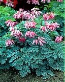 Candy Hearts Bleeding Hearts Dicentra SHADE Potted 51l5yYAIzfL. SL160 Candy Hearts Bleeding Hearts Dicentra SHADE Potted